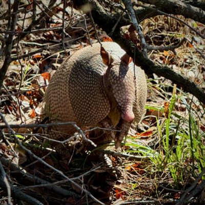 First Friday Art Walk - Lee Blakeney